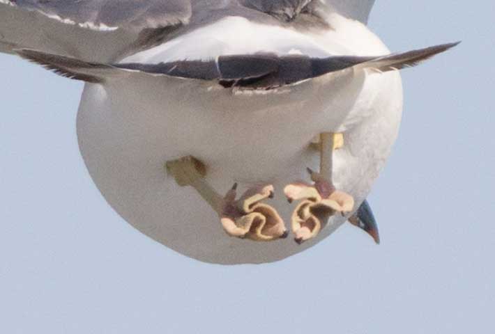 ウミネコ