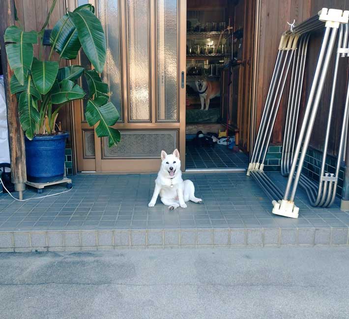 犬の写真