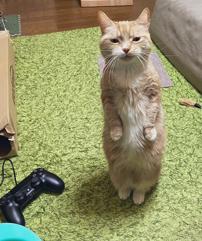 猫の写真