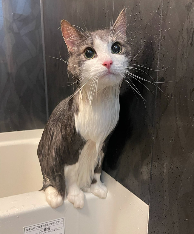 猫