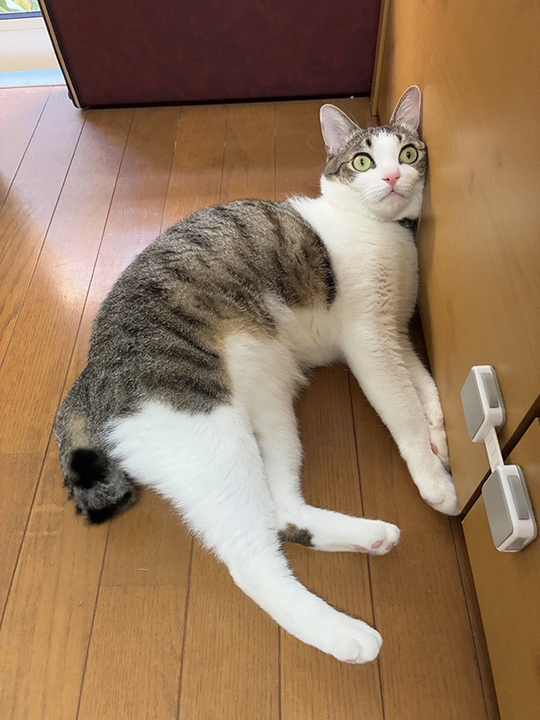 猫の写真