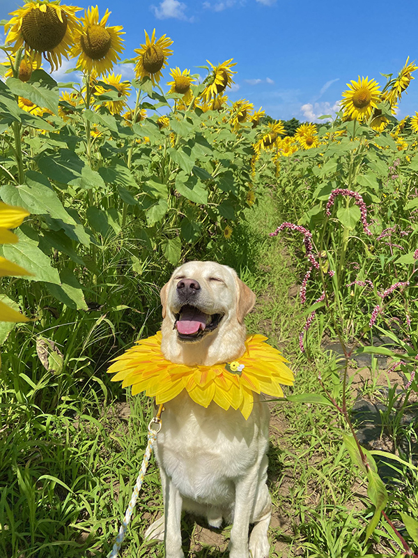 ヒマワリ畑の犬の写真