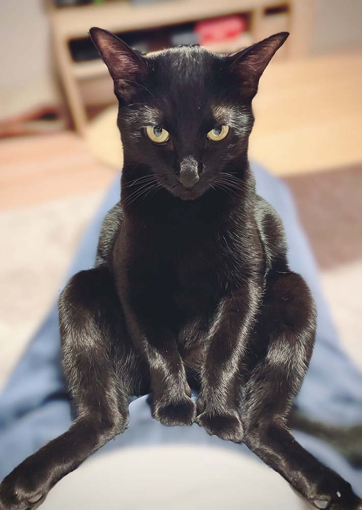 黒猫の写真