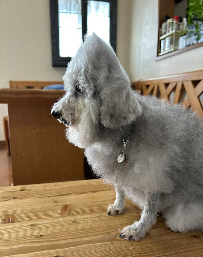 犬の写真