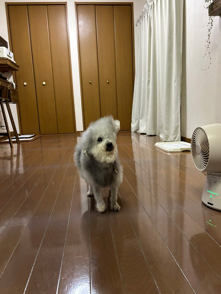 犬の写真