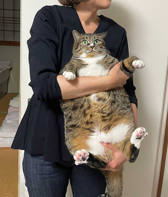 猫の写真