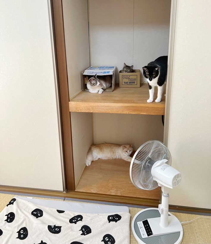 猫の写真