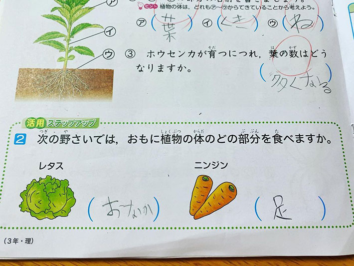 夏休みの宿題の写真