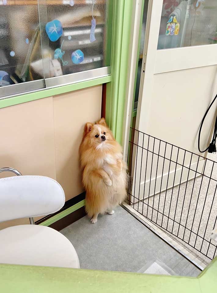 ポメラニアン