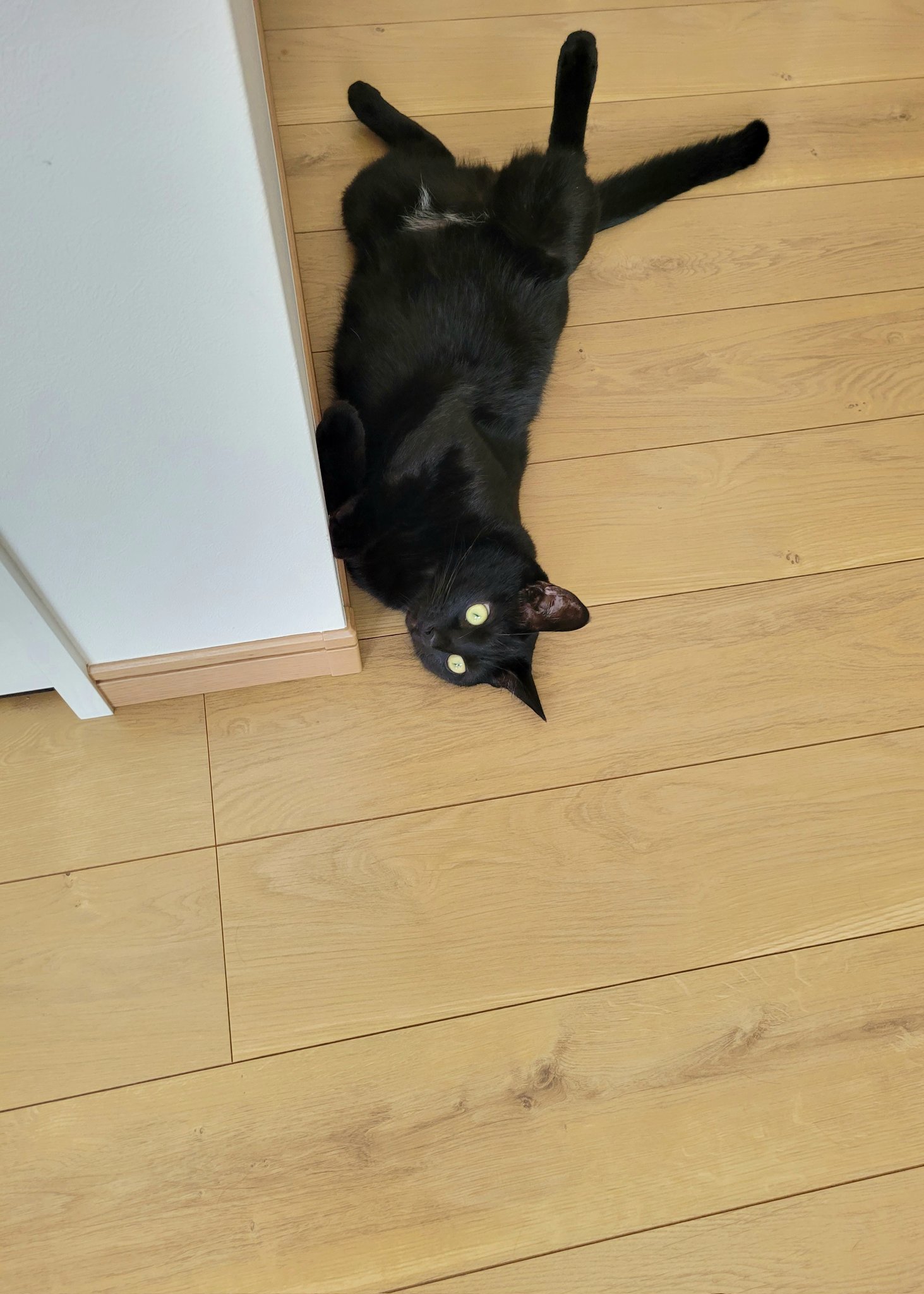 黒猫の写真