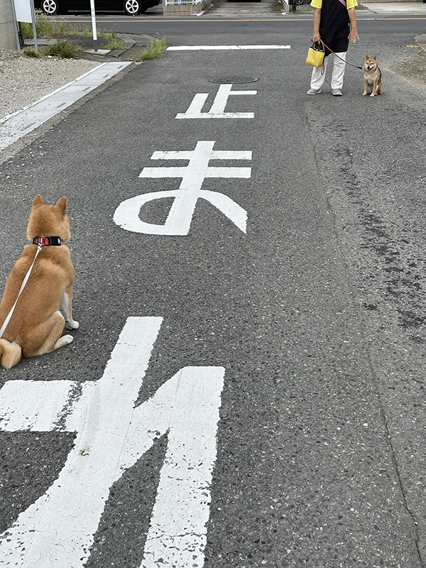 柴犬の写真