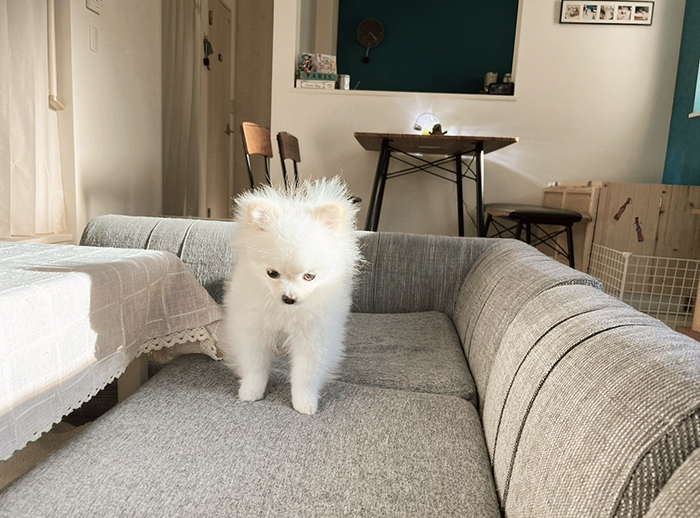 犬の写真