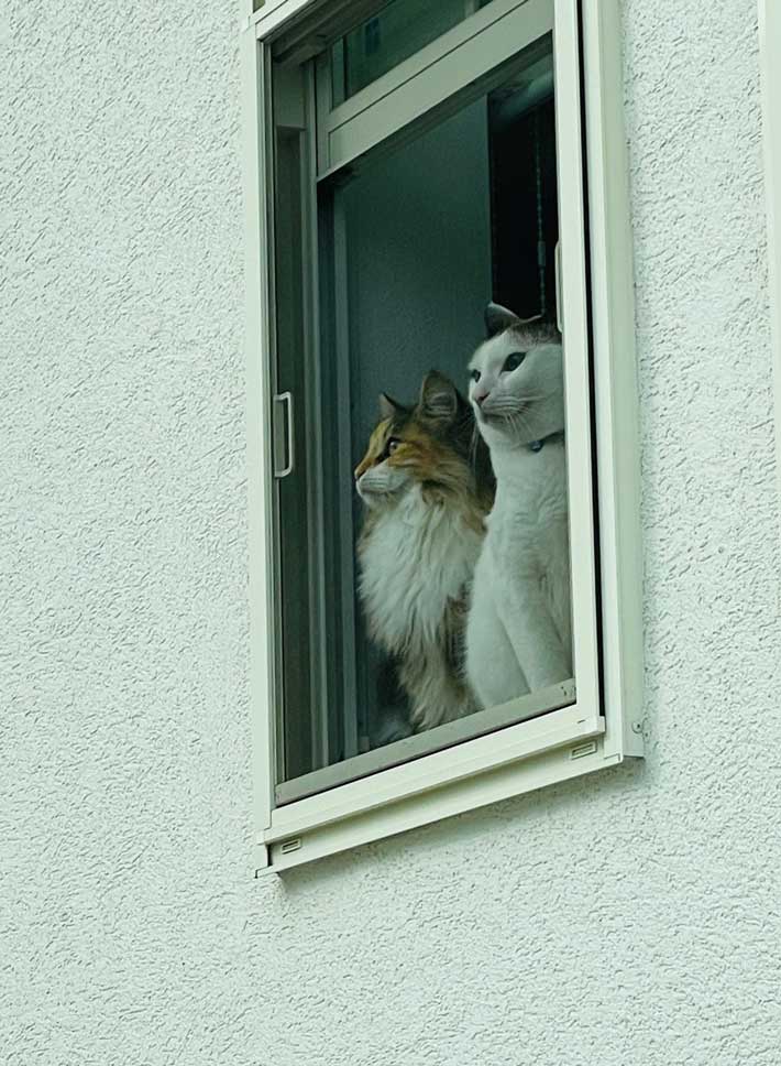 猫の写真