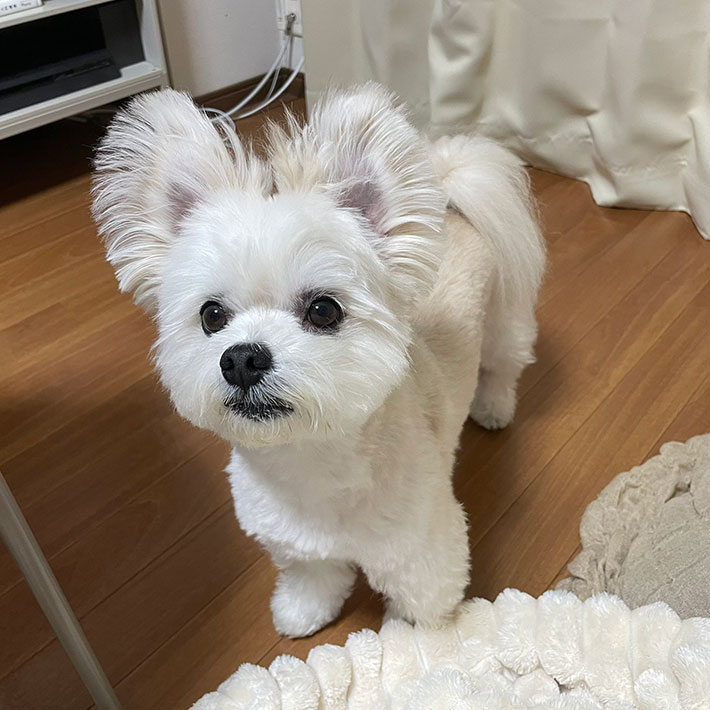 犬の写真
