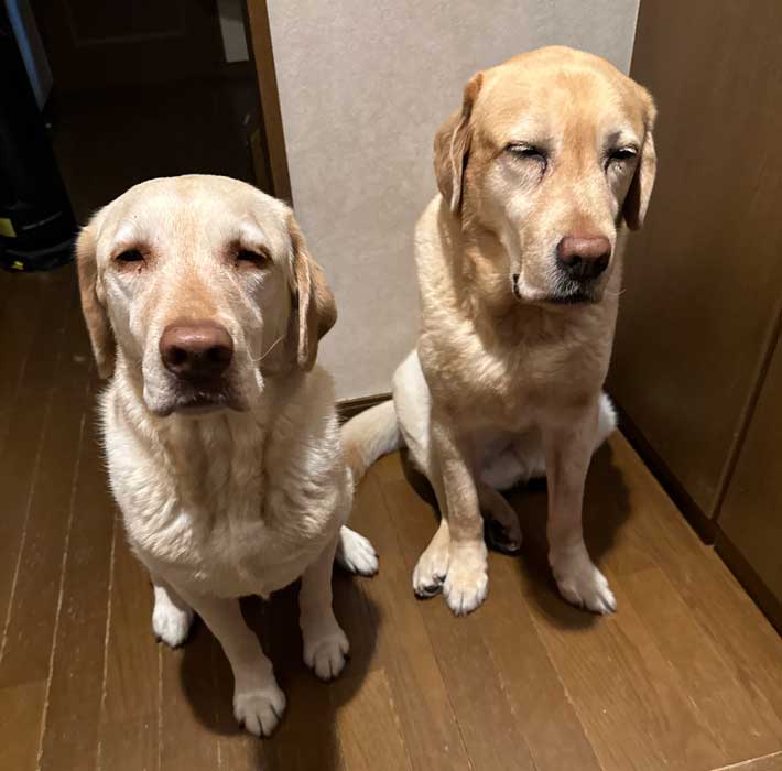 犬の写真
