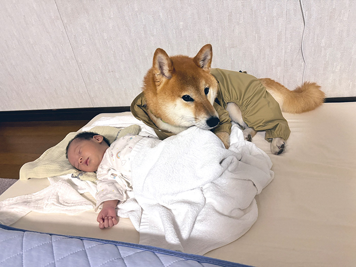 柴犬と赤ちゃんの写真