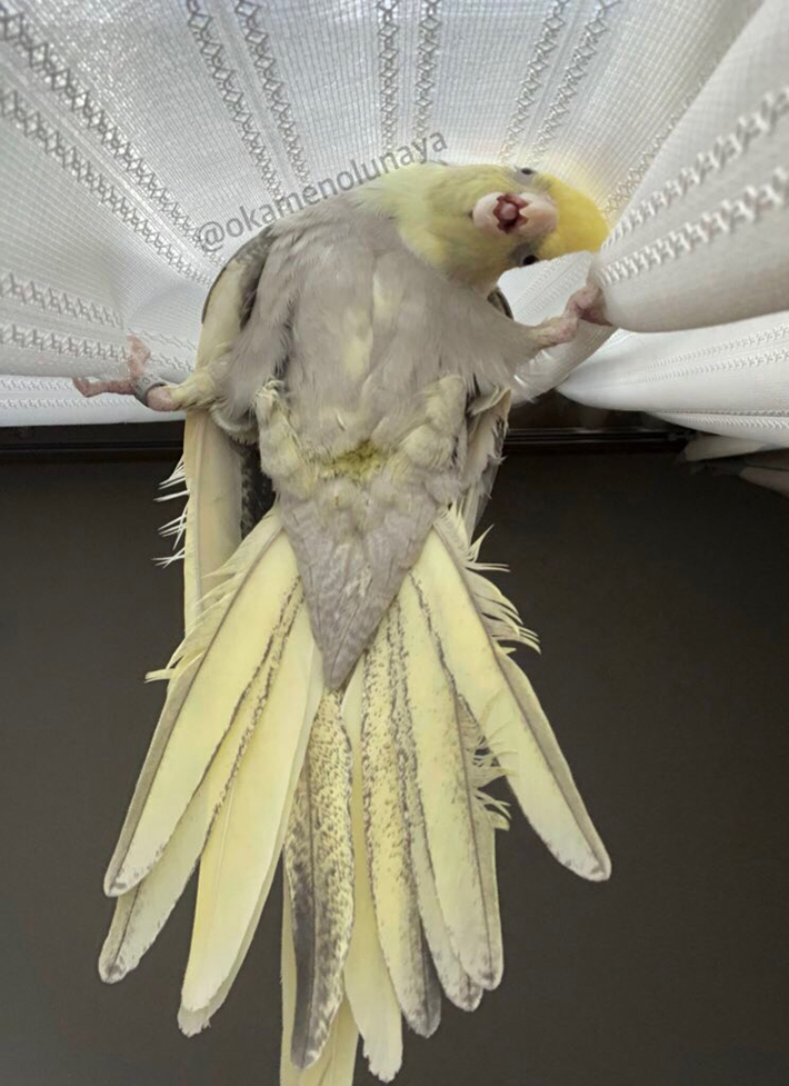 オカメインコの写真