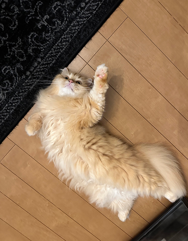 猫