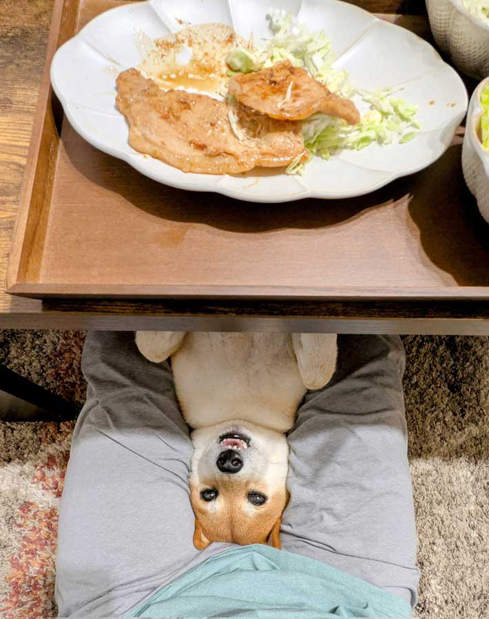 おこぼれ待ちをする犬