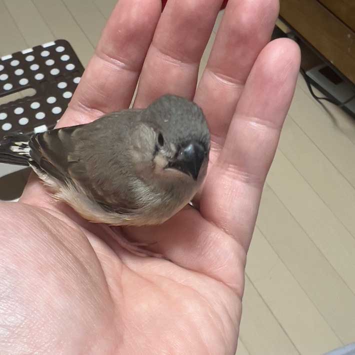 キンカチョウの画像