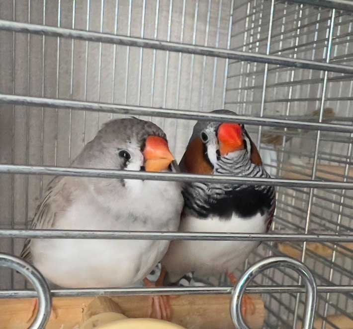 キンカチョウの画像