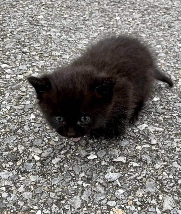 猫の写真