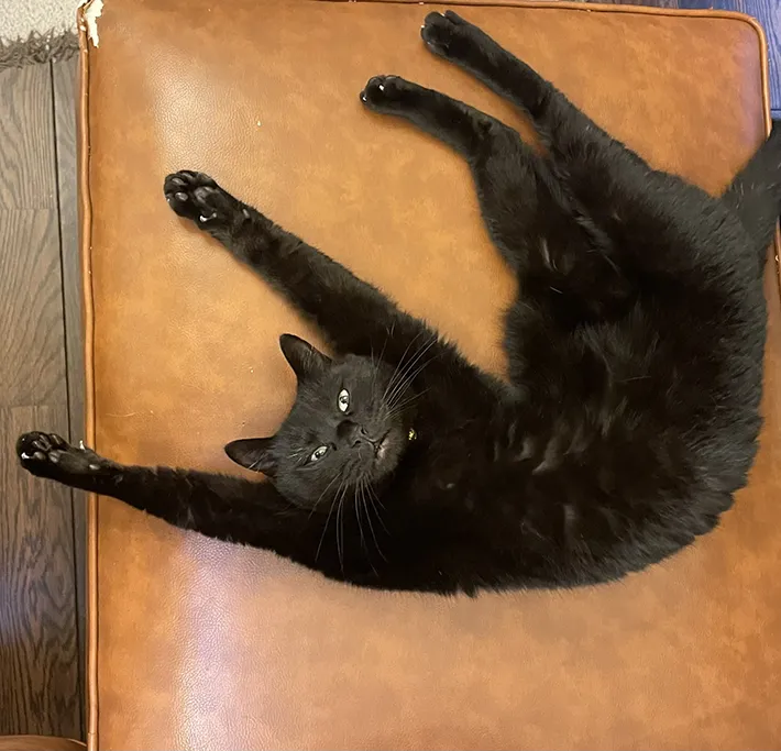 猫の写真