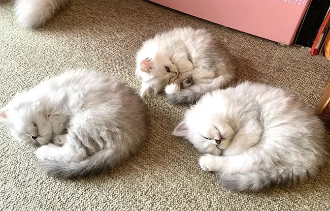猫
