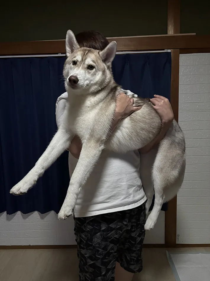 犬の画像