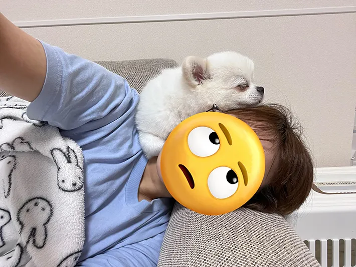 犬の画像