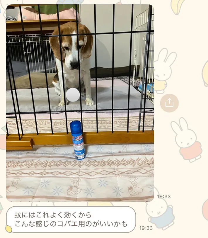 犬の画像