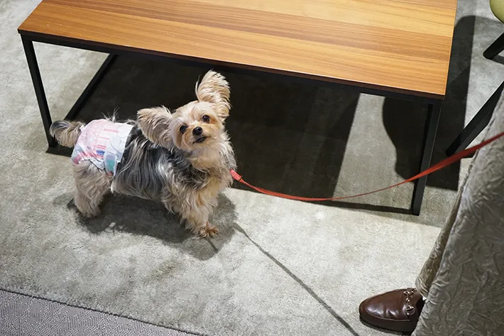 株式会社バイオフィリアの画像（撮影：grape編集部）