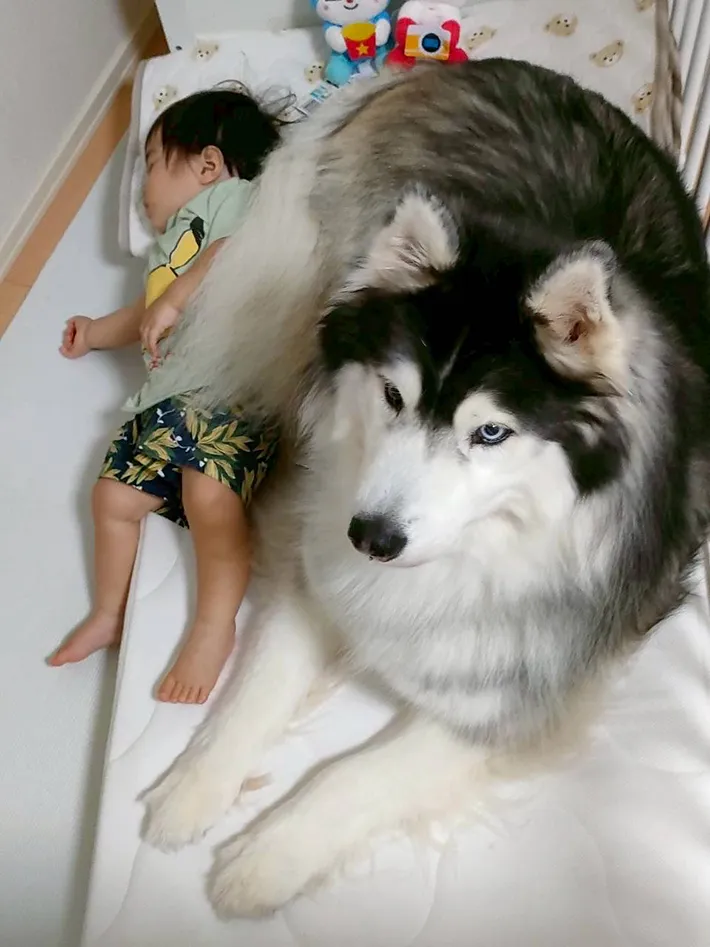 犬と子供の写真