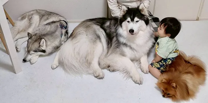 犬と子供の写真