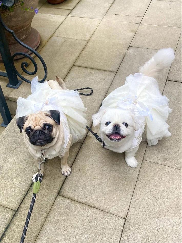 ドレスを着た犬の写真