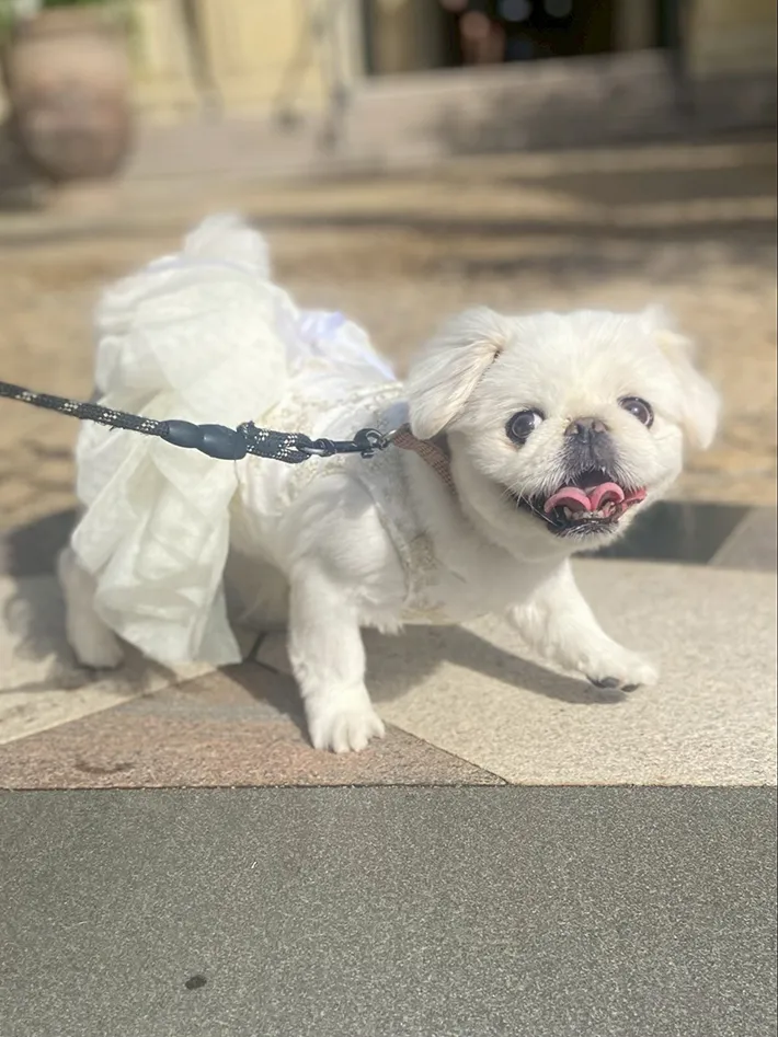 ドレスを着た犬の写真