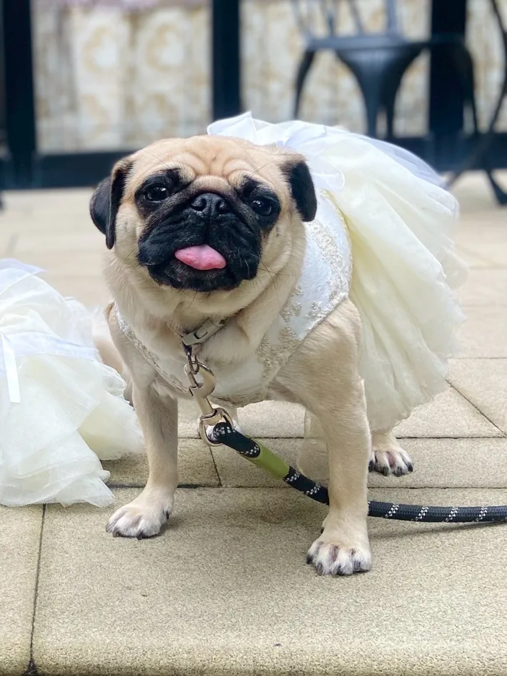 ドレスを着た犬の写真