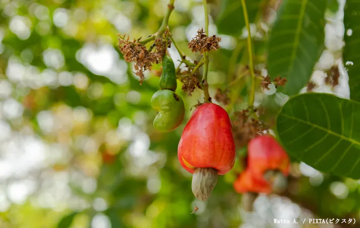 カシューナッツの実の写真