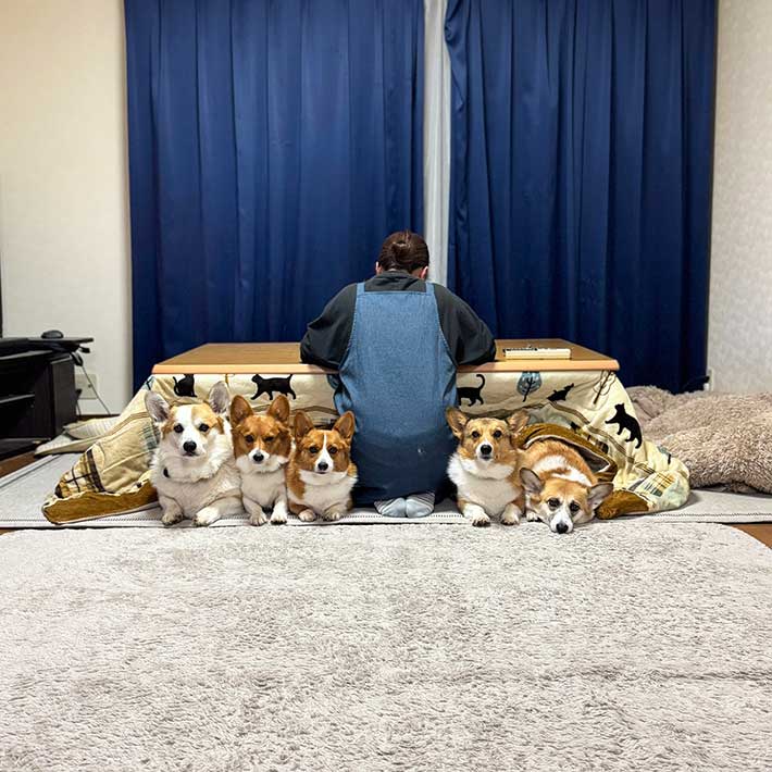 コタツに入るコーギー
