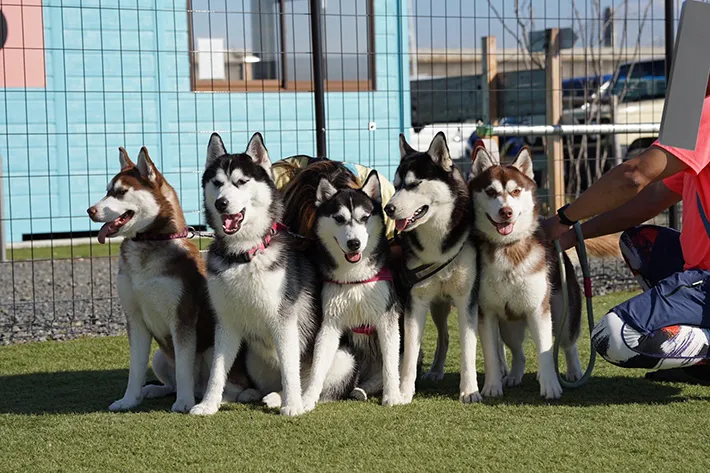 ハスキーの画像