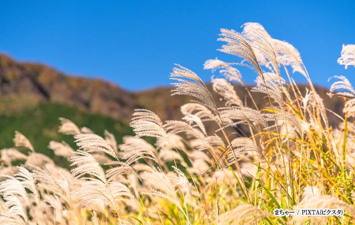 ススキのイメージ画像