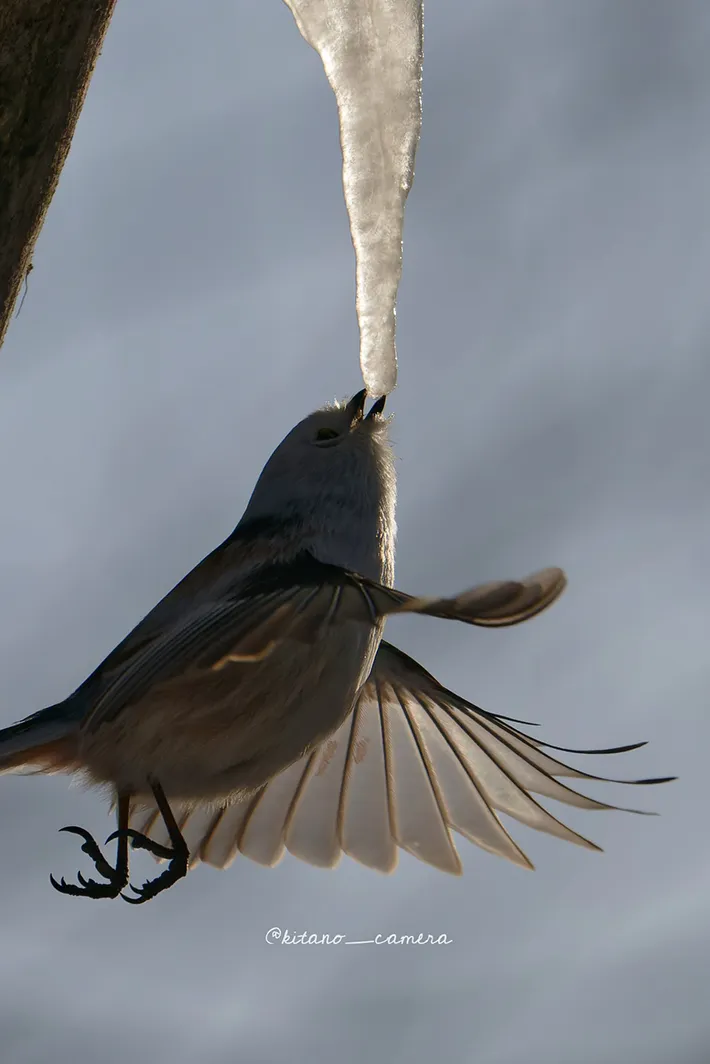 樹氷をなめるシマエナガ