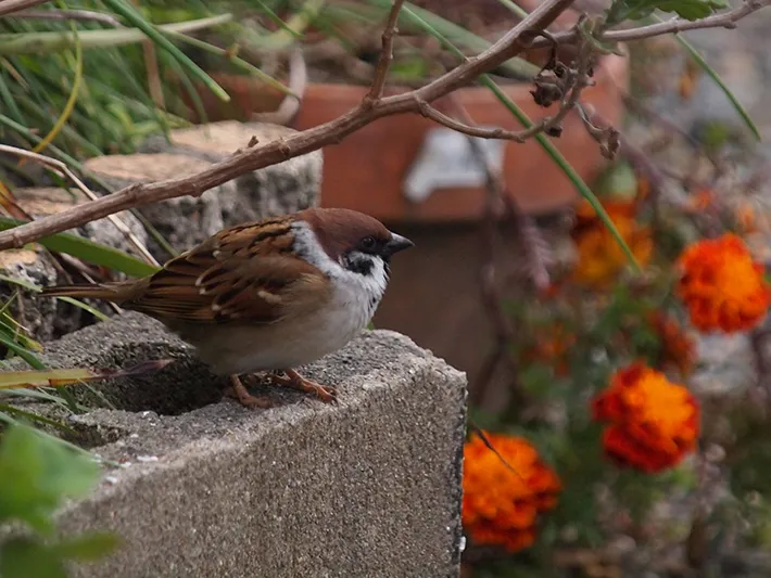 スズメの写真
