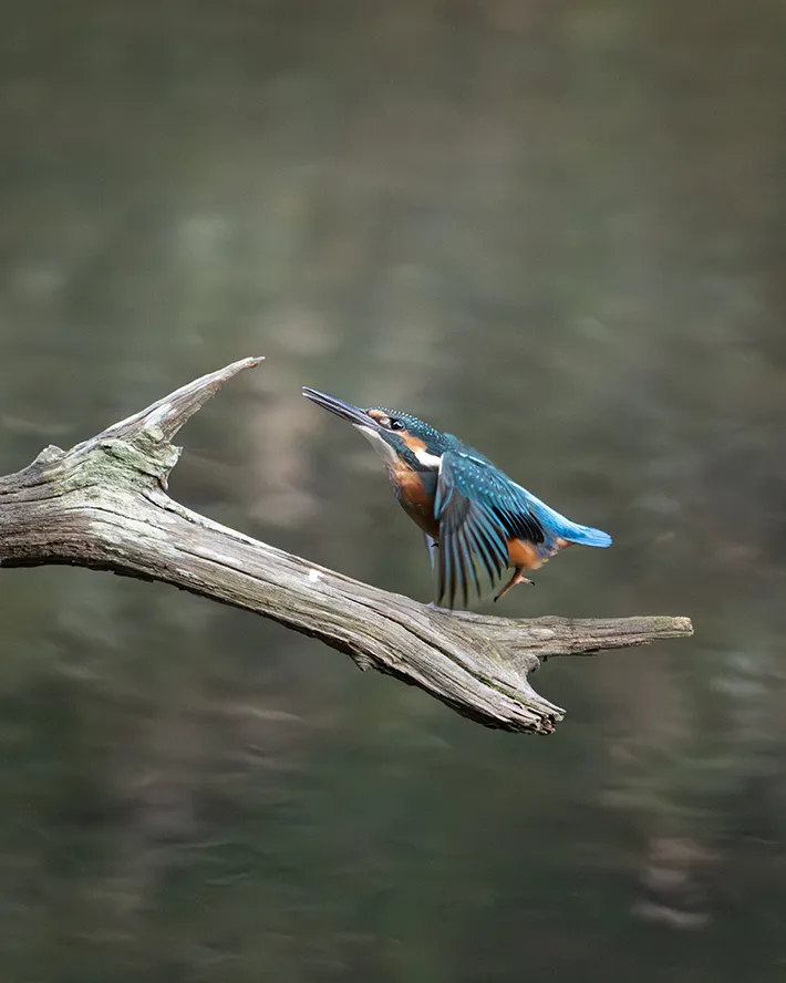 カワセミの画像