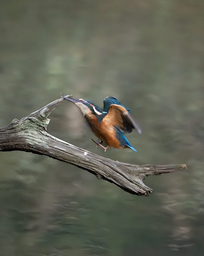 カワセミの画像