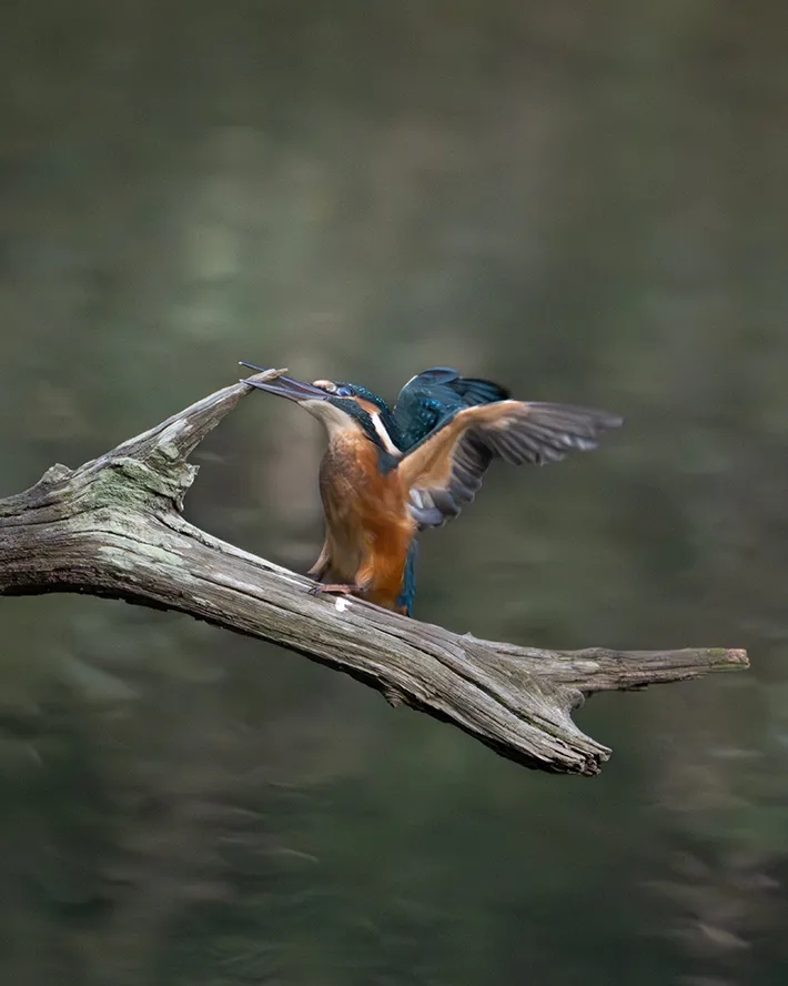 カワセミの画像