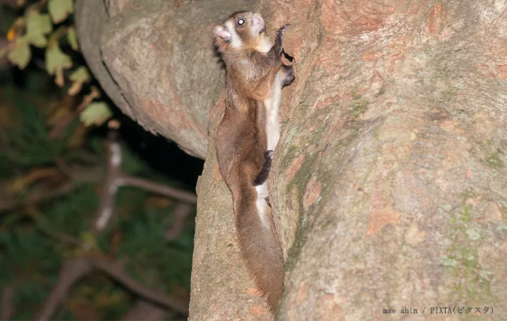 ムササビのイメージ写真