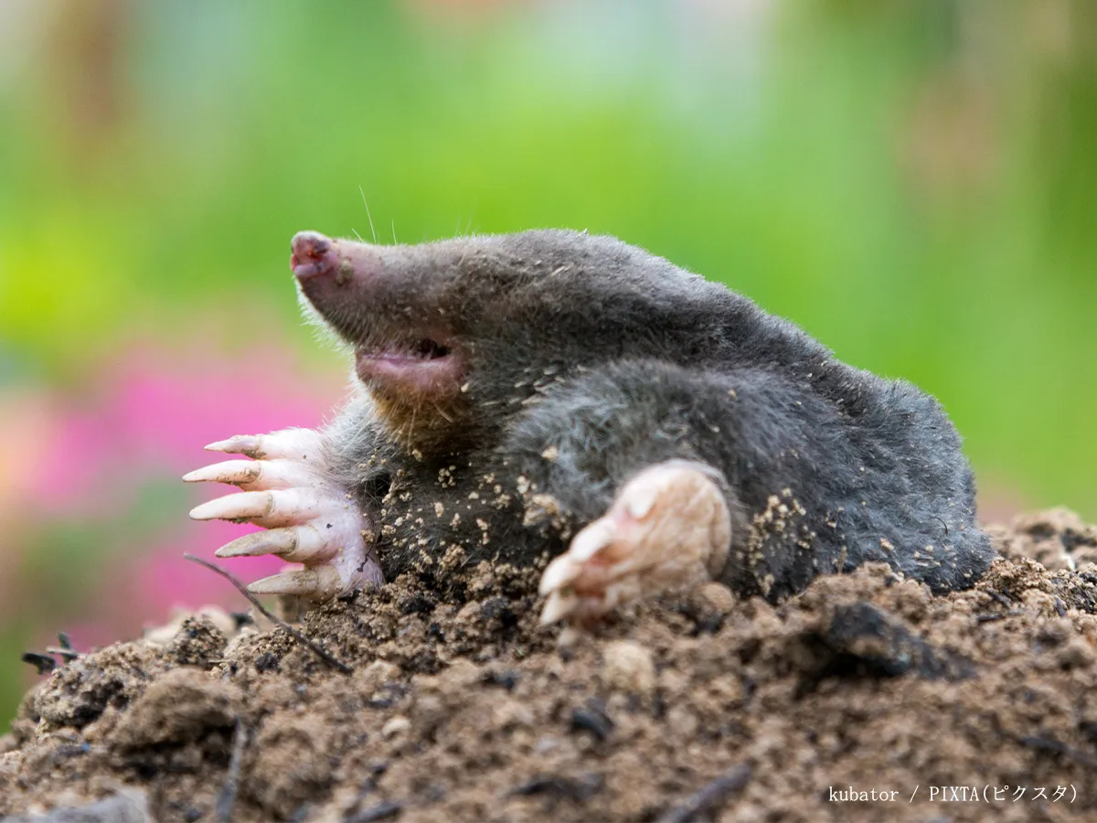 モグラのイメージ写真