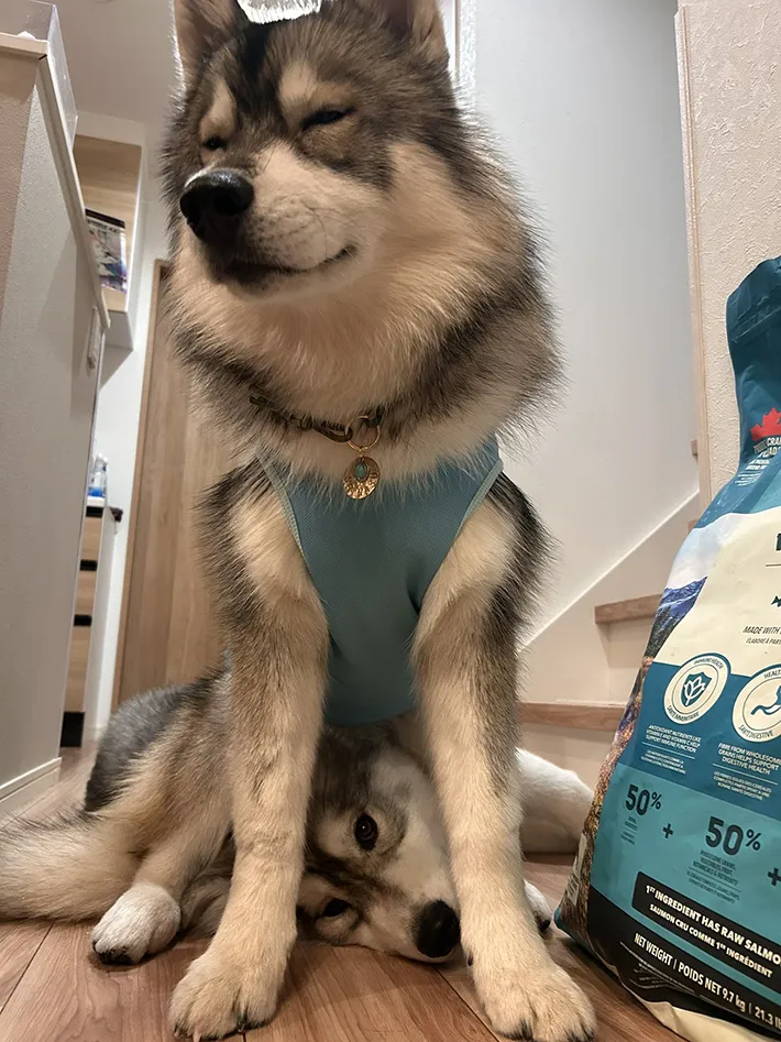 犬の兄弟の写真