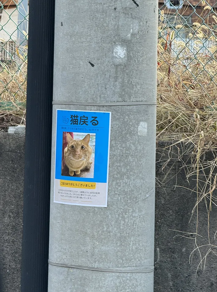 猫が戻ったことを知らせるチラシ